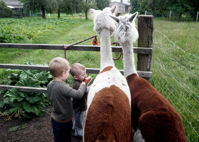 tl_files/Therapie auf vier Beinen/01_images/02_die_therapie/02_die_therapie_fuer_wen_ist_die_therapie_01.jpg